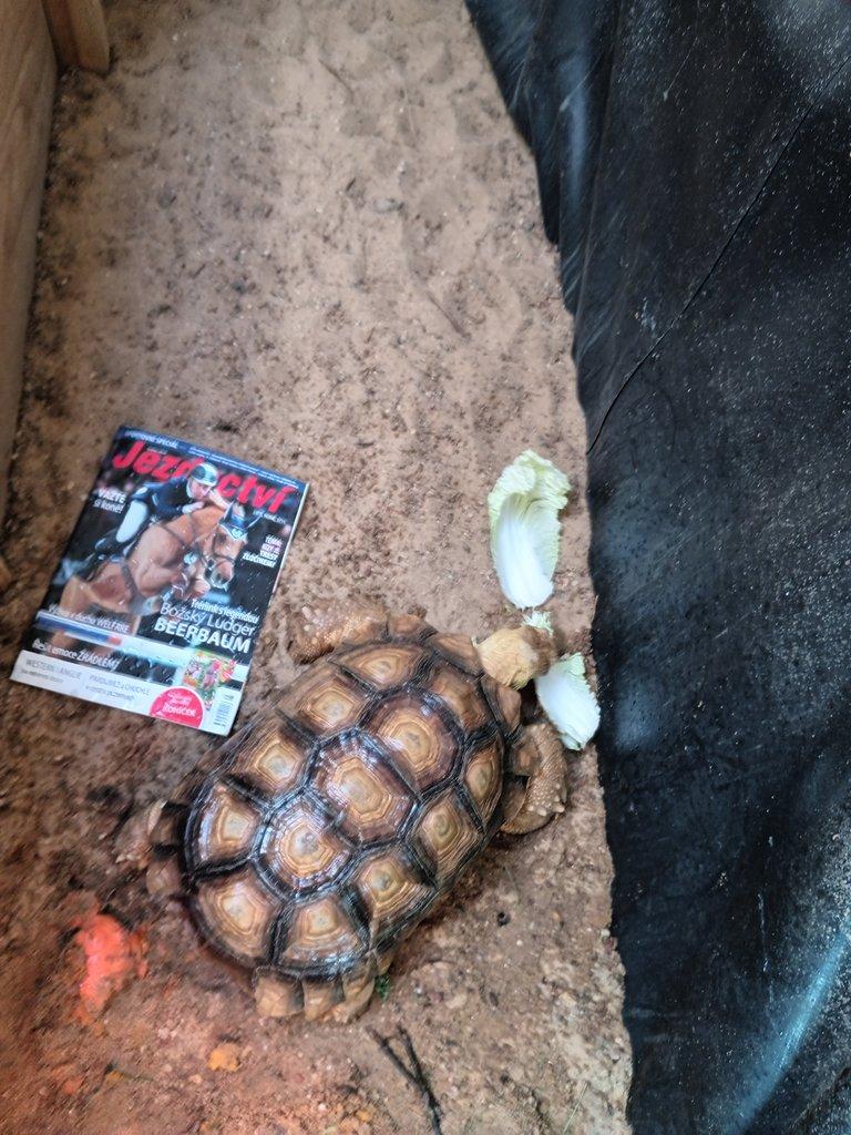Želva ostruhatá (Centrochelys sulcata)