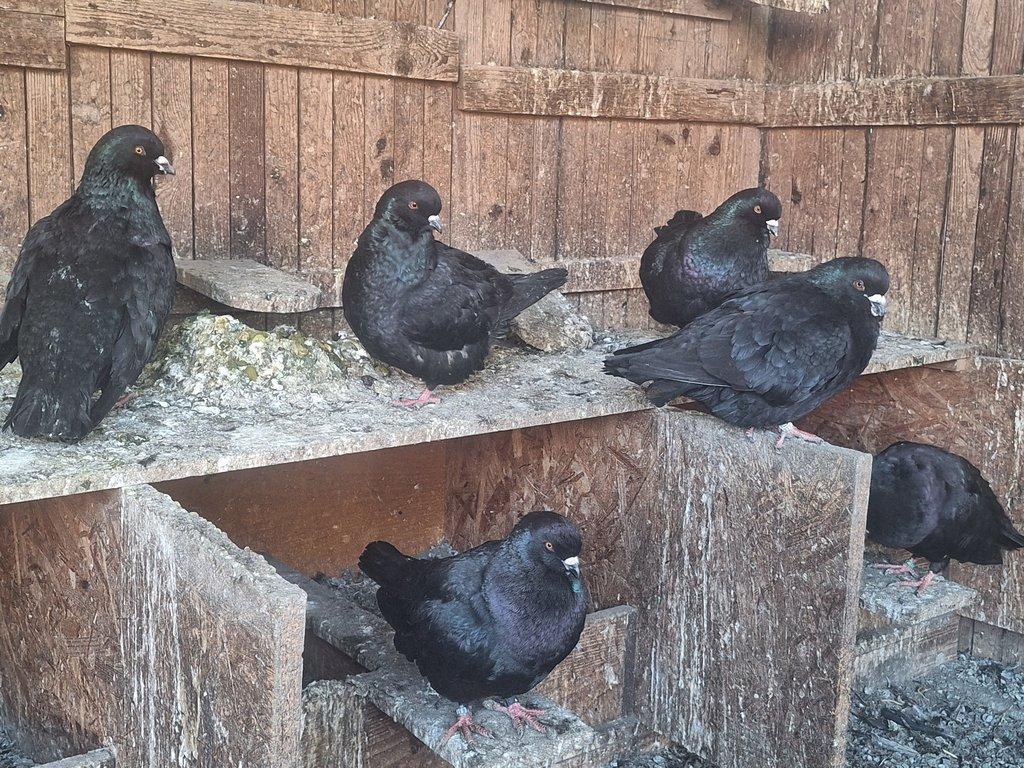 Benešovský holub černý