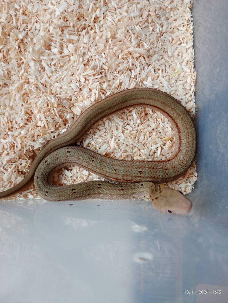 Elaphe carinata