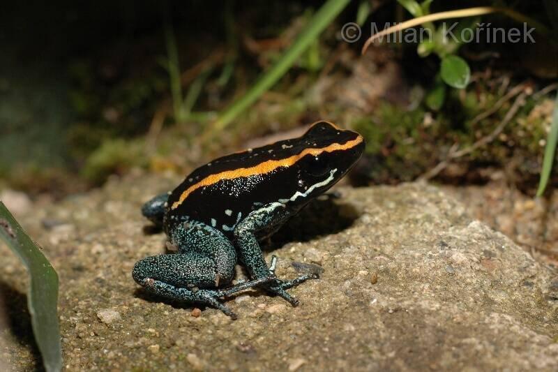 Pralesnička pruhovaná (Phyllobates vittatus)