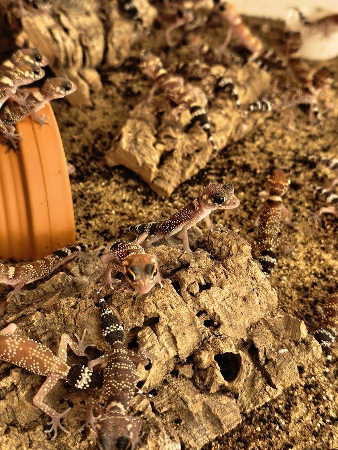 Výprodejová akce mláďat – Underwoodisaurus milii – Pagekon miliův