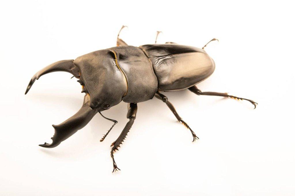 Samec Dorcus titanus yasuokai nebo Dorcus Titanus Imperialis