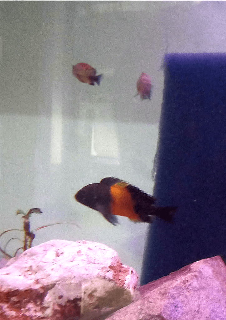 Tropheus moori bemba