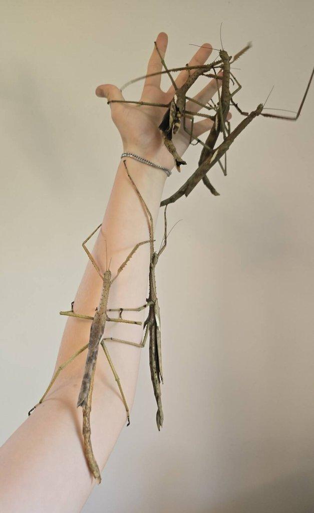 ACROPHYLLA WUELFINGI!!! vajíčka