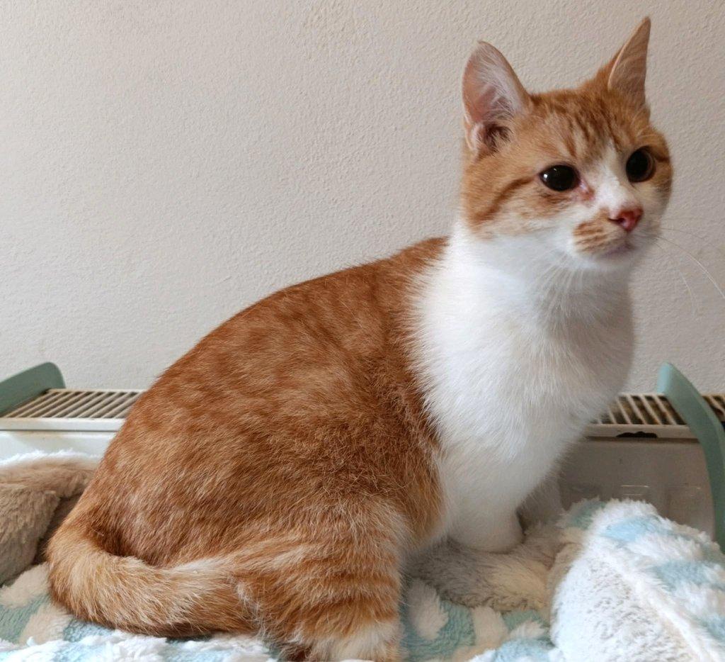 Kocourek Pickwick hledá nový domov