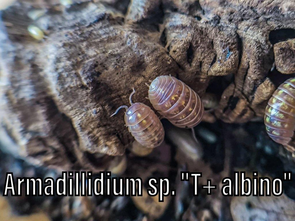 Isopody, stínky, mnohonožky, Praha, posílám