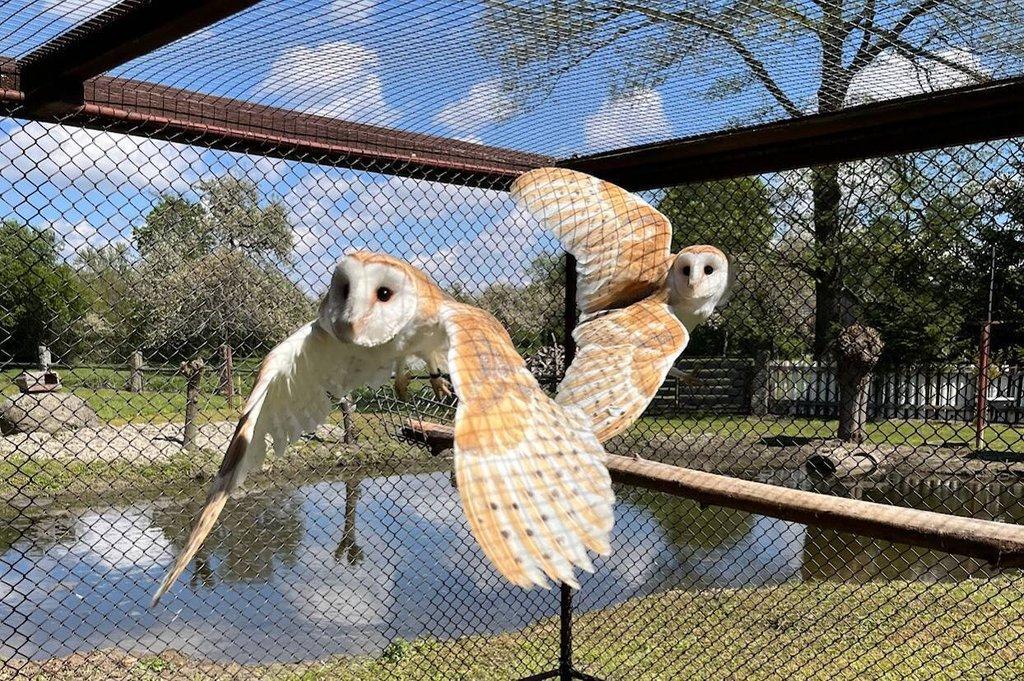 Sova pálená - bílá forma (Tyto alba)