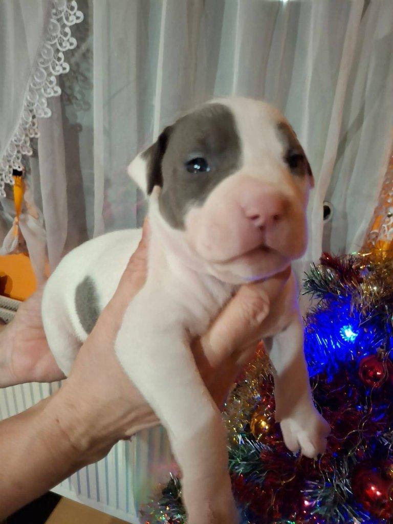 Štěňata Americký Stafordšírský terier