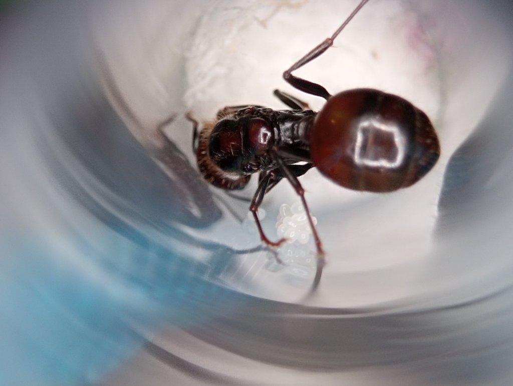 Messor barbarus (Mravenec zrnojed)