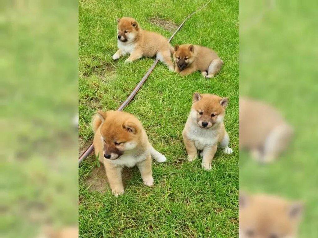 Shiba Inu s PP - Štěně