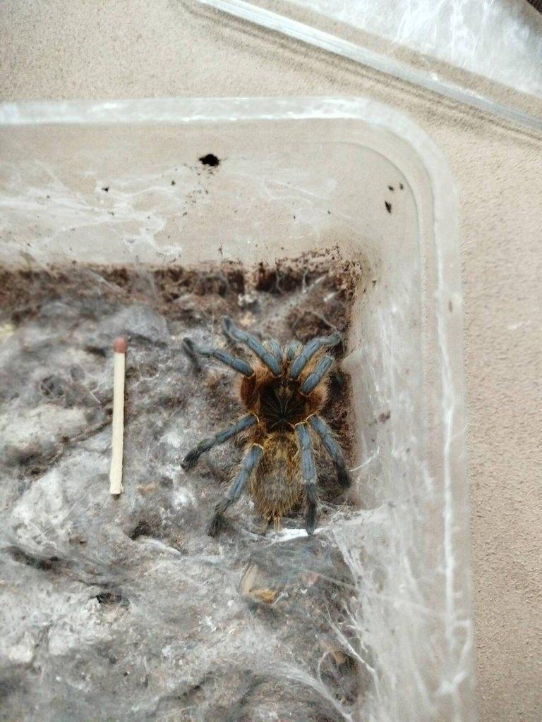 1x samice  H. pulchripes 0.1, 1x O. vietnam silver, 1x P. metallica + menší tera/ vše 3000 Kč