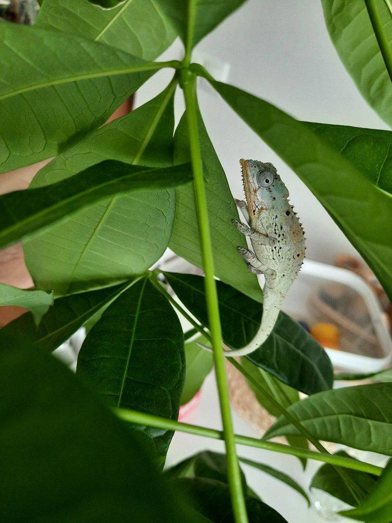 Gekoni, chameleoni - Živá exotika 1.3.2025