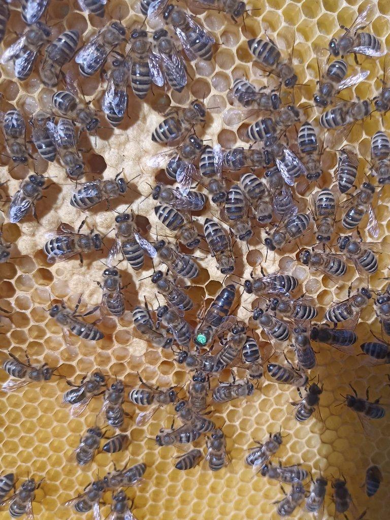 Vyzimované oddělky