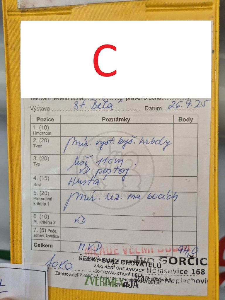 Vídeňský modrý - samec