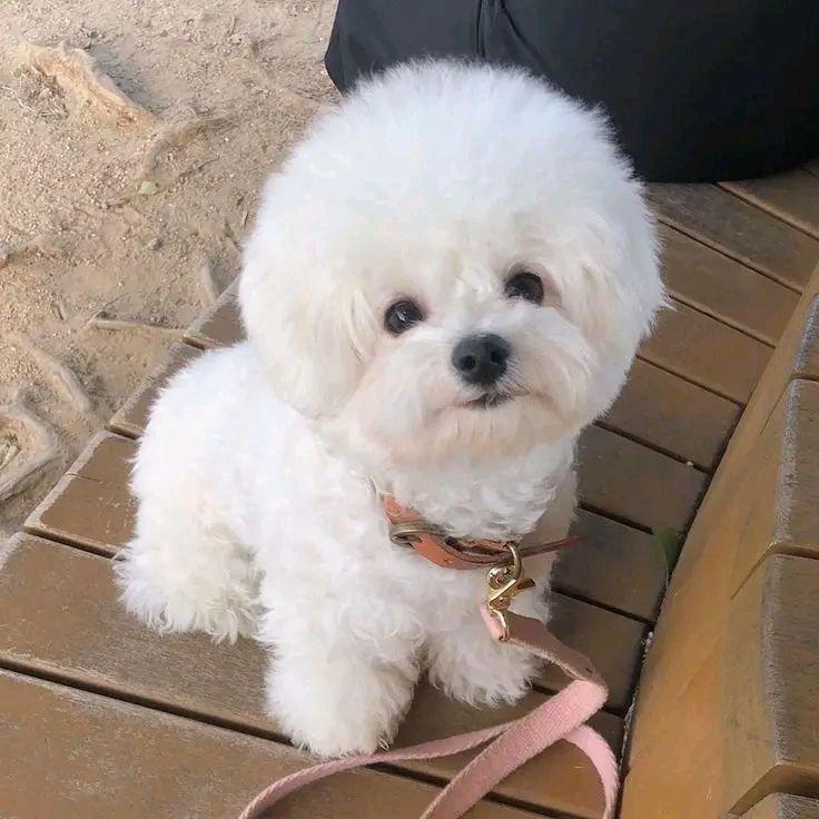 Rozkošná štěňata bišonka frise na prodej