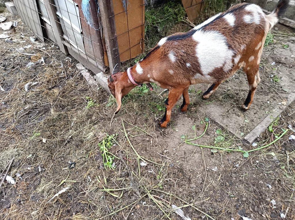 Anglonubijská koza hnědá , stáří 2 r.