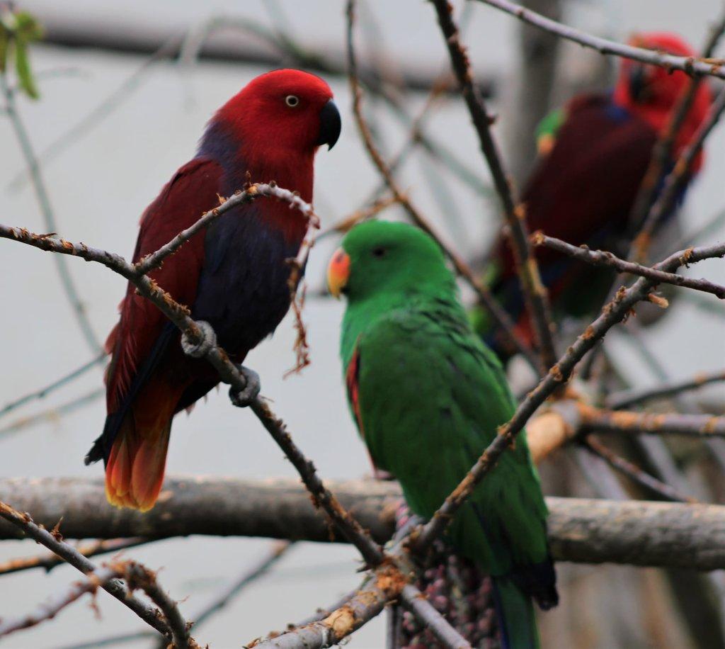 Eklektus různobarvý (Eclectus roratus)