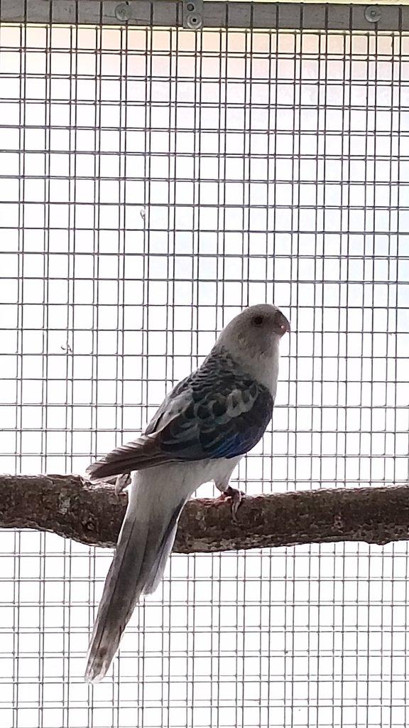 0,1 rozela pestrá modrá opalin