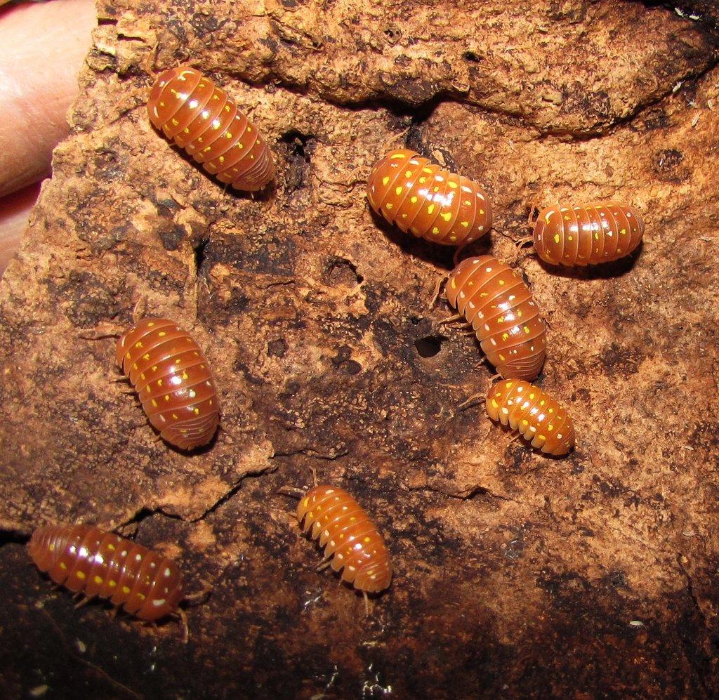 Isopody - Živá exotika 10.5.,stůl J05