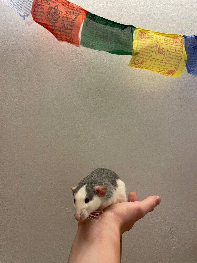 Daruji potkany ( 2 samce, 2 samice) (Husky x Dumbo)