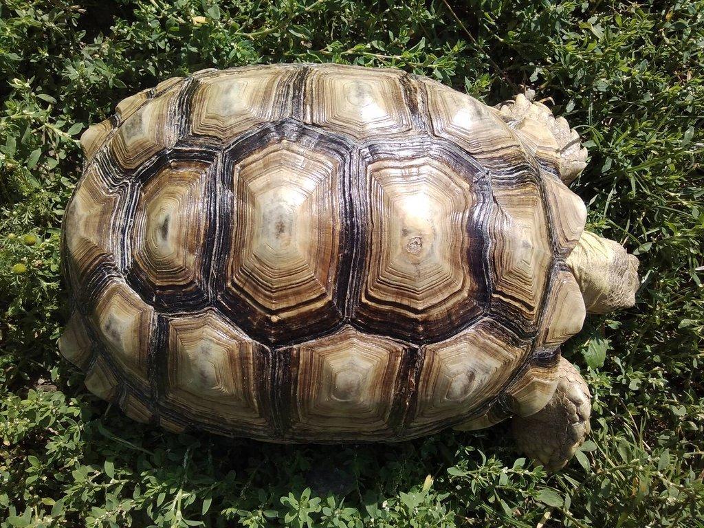 Želvy ostruhaté - sulcaty