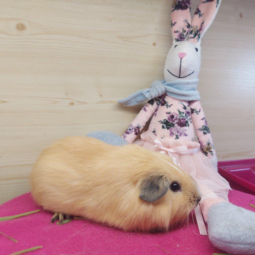 Morčátka plemene US Teddy a Hladké