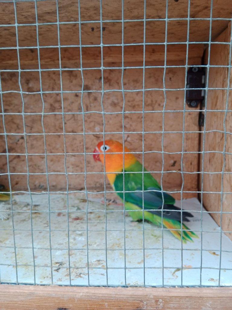 Prodám Fischer opalin