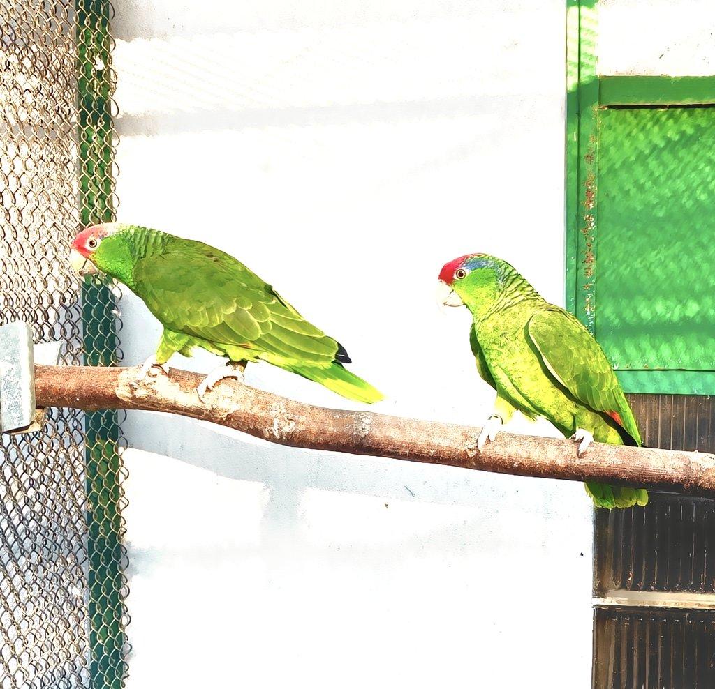 Amazoňan zelenolici