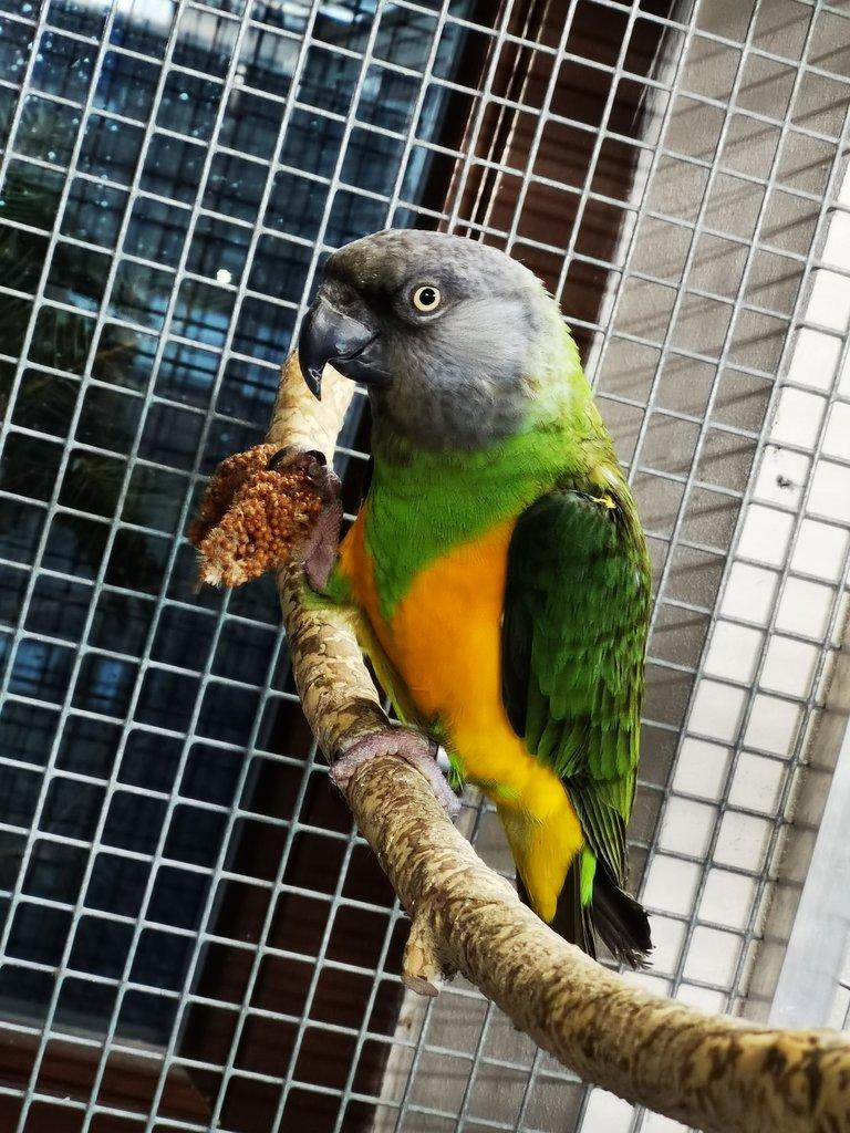 Papoušek senegalský samec KOUPÍM