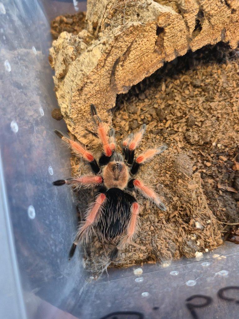 Nabízím chov sklípkanů