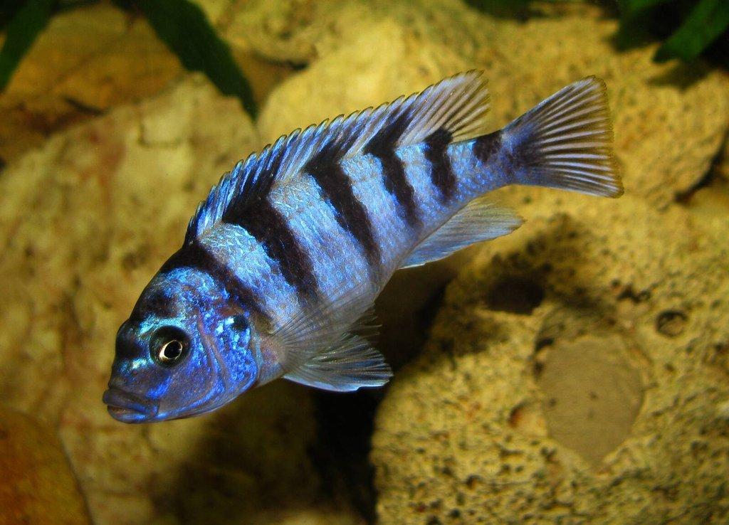 Tlamovci jezera Tanganika a Malawi.