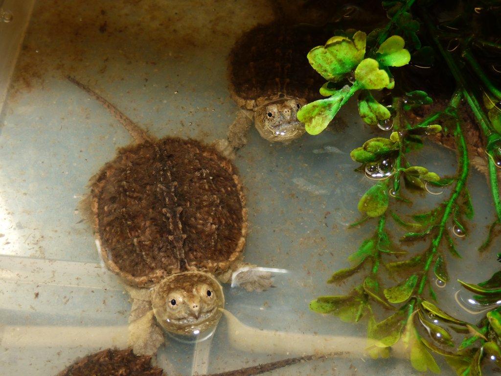 Kajmanka dravá (Chelydra serpentina) vlastní odchov