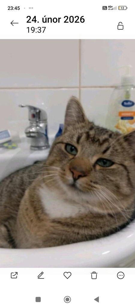 Krásný kocourek Stín x bengálský