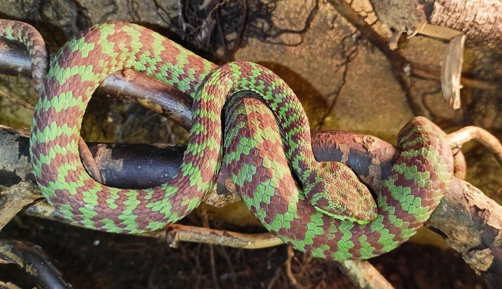Trimeresurus venustus