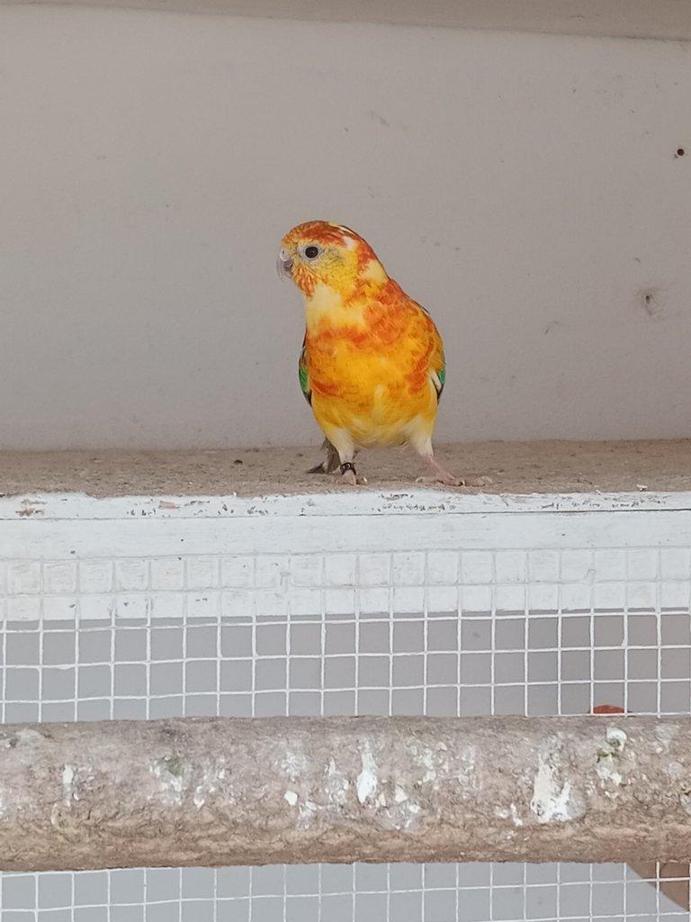 Prodám  papoušek zpěvavý