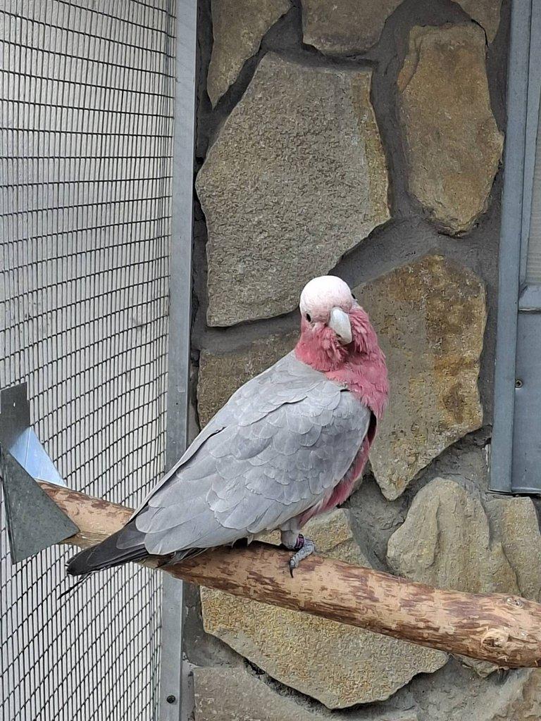 Kakadu ruzovy štépak