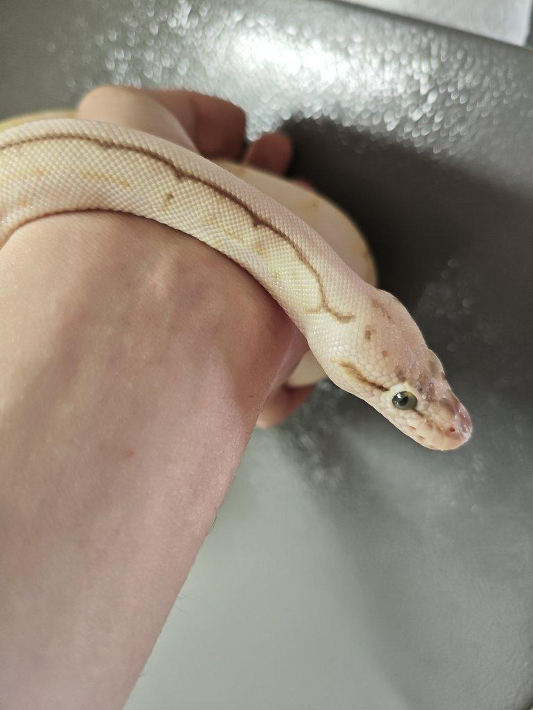 Prodám krajtu královskou