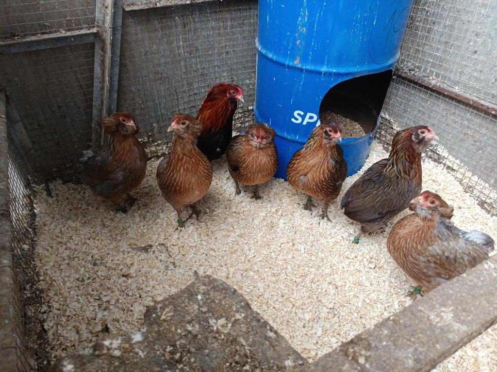 Násadová vejce zdrobnělé Araukany divoce zbarvené a zlatokrké