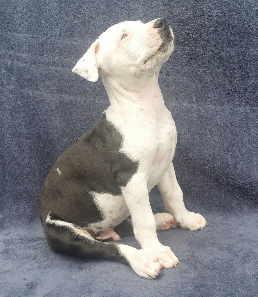 Americký pitbulteriér