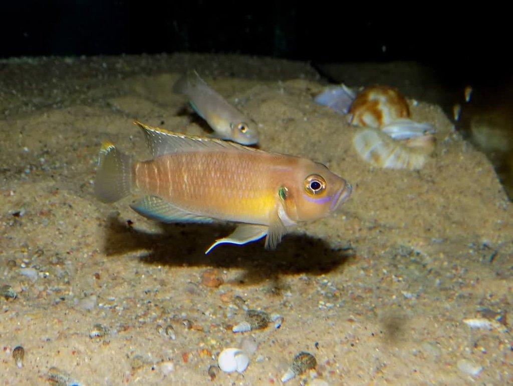 Tanganika