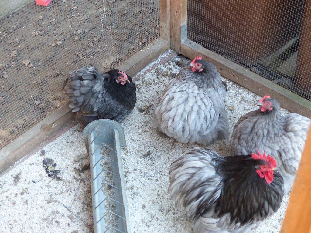 Zakrslá Kočinka modrá