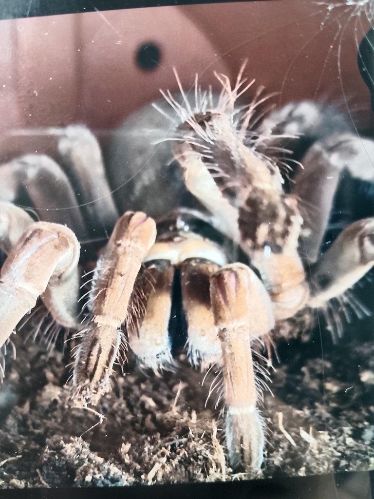0,1 Theraphosa blondi