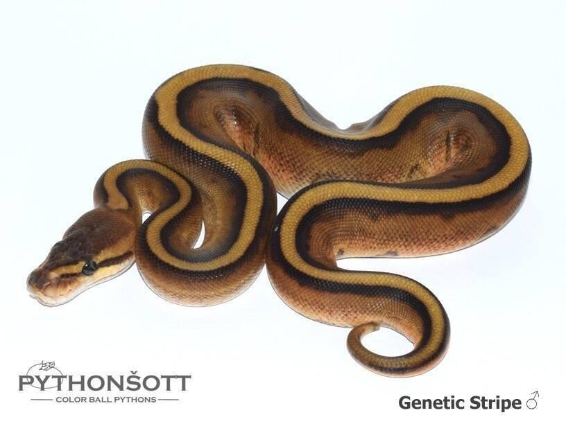 Krajta královská – mláďata z vlastního chovu