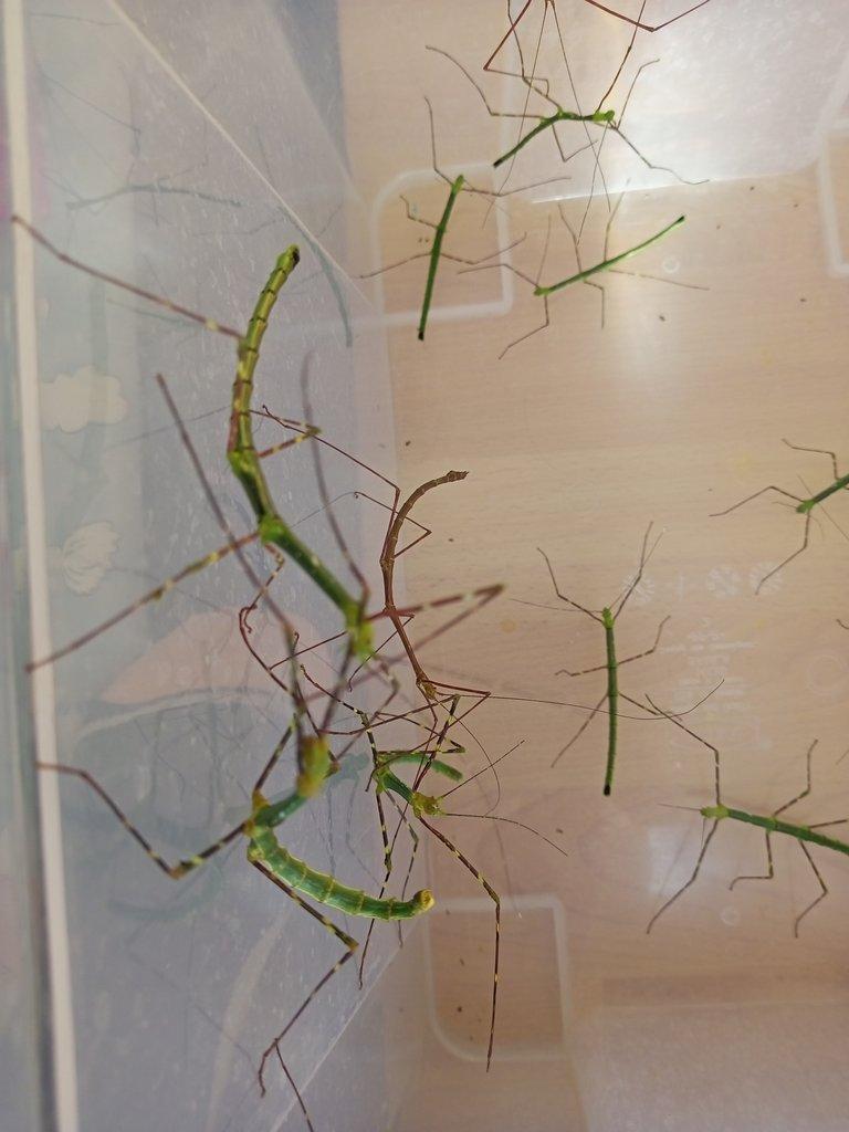 Myronides glaucus