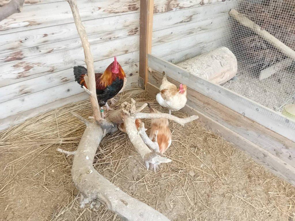 Maranska pšeničná