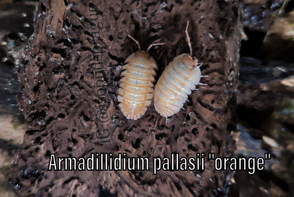 Isopody, mnohonožky, chvostoskoci ŽE 6.9., posílám