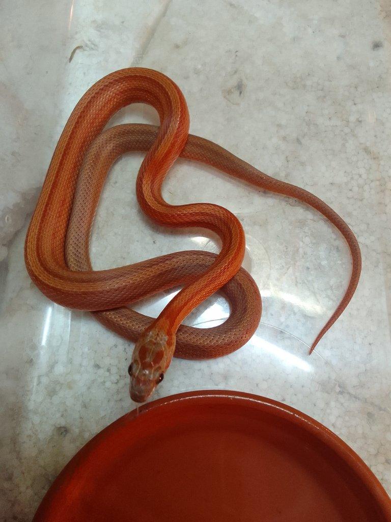 Bloodred striped