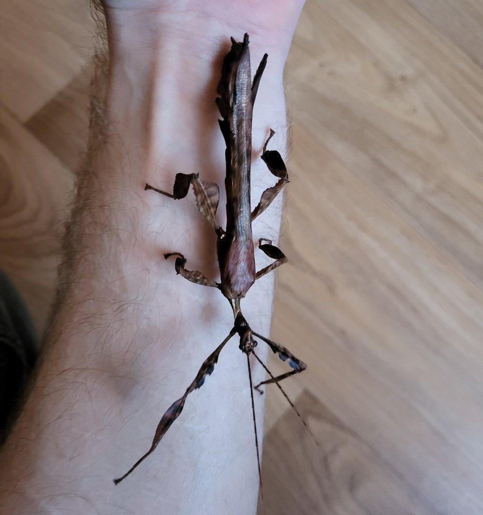 Daruji mladé samce strašilky australské