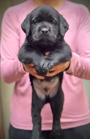 Roztomilý labradorský retrívr