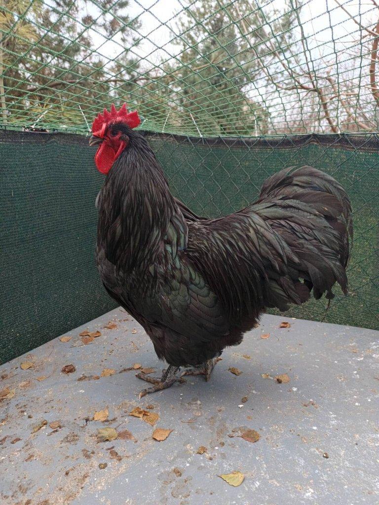 Kohouti velké a zdrobnělé australky černé a modré s lemy